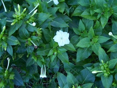 False jalap