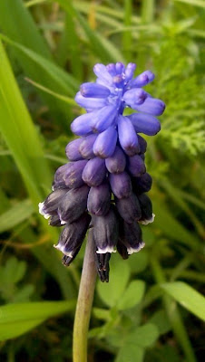 Grape-hyacinth