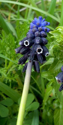 Grape-hyacinth