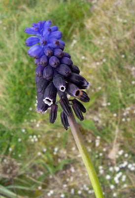 Grape-hyacinth