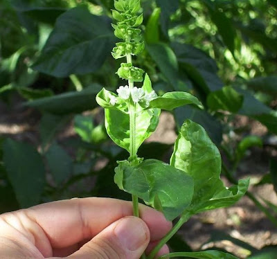 Ocimum basilicum,
albahaca,
alfavaca,
basil,
basilic,
basilico,
Basilienkraut,
Basilikum,
manjeric&atilde;o,
sweet basil