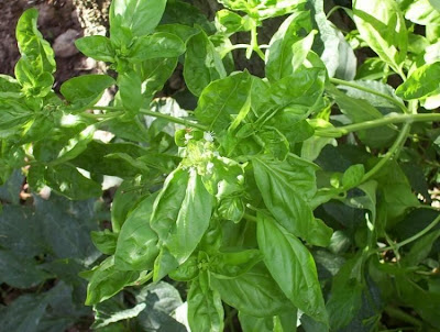 Ocimum basilicum,
albahaca,
alfavaca,
basil,
basilic,
basilico,
Basilienkraut,
Basilikum,
manjeric&atilde;o,
sweet basil