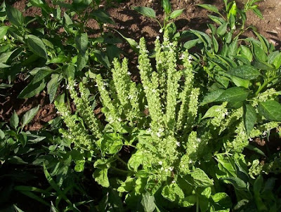 Ocimum basilicum,
albahaca,
alfavaca,
basil,
basilic,
basilico,
Basilienkraut,
Basilikum,
manjeric&atilde;o,
sweet basil