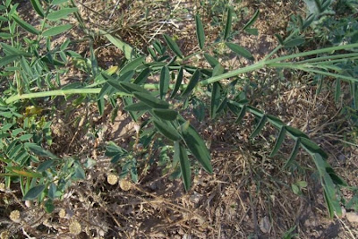 Sainfoin Sainfoin
