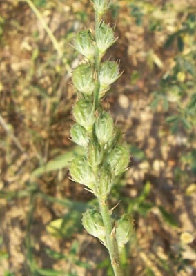 Sainfoin Sainfoin