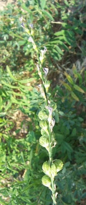 Sainfoin Sainfoin