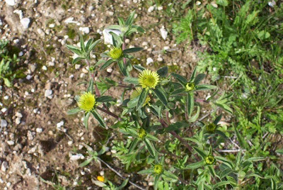 Pallenis spinosa,
Asterisco spinoso,
spiny pallenis