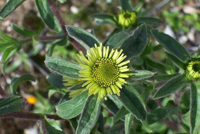 Pallenis spinosa,
Asterisco spinoso,
spiny pallenis