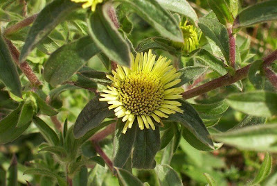 Pallenis spinosa,
Asterisco spinoso,
spiny pallenis