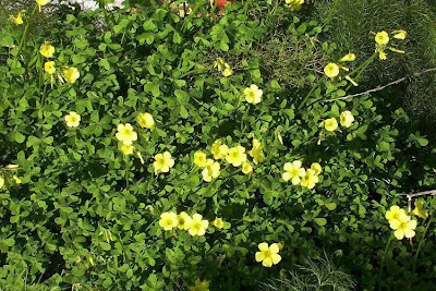 Oxalis pench�