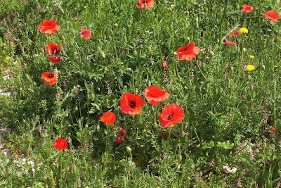 Flanders poppy