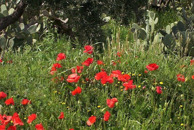 Flanders poppy
