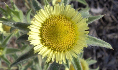 Pallenis spinosa,
Asterisco spinoso,
spiny pallenis
