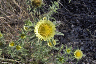 Pallenis spinosa,
Asterisco spinoso,
spiny pallenis