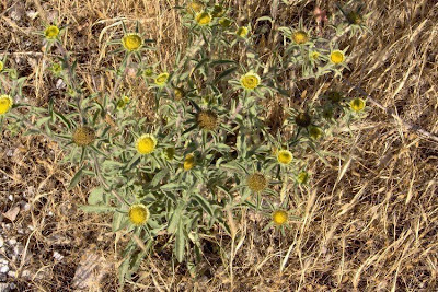 Pallenis spinosa,
Asterisco spinoso,
spiny pallenis