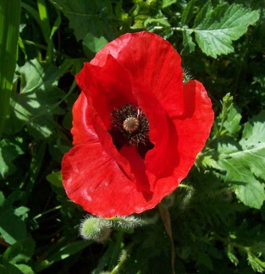 Flanders poppy