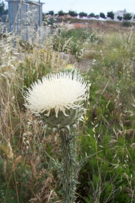 Cardo-ilírico Cardo-ilírico