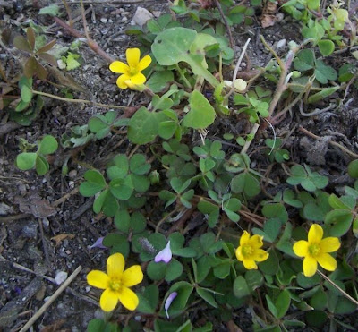 Oxalis cornicul�e