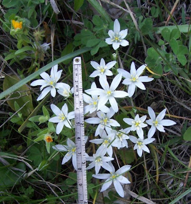 Narrow leaved Star of Bethlehem