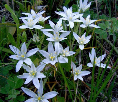 Narrow leaved Star of Bethlehem