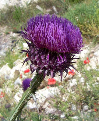 Cardo-ilírico Cardo-ilírico