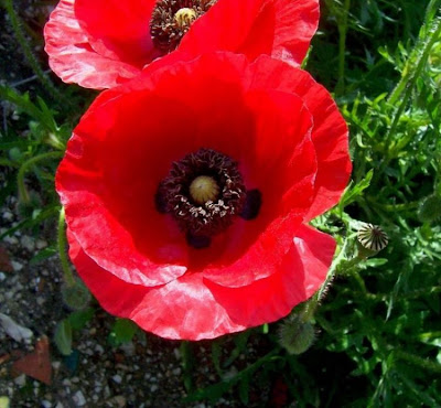 Flanders poppy