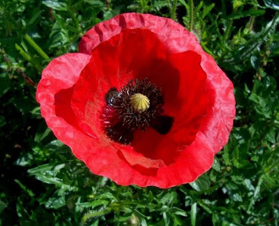 Flanders poppy