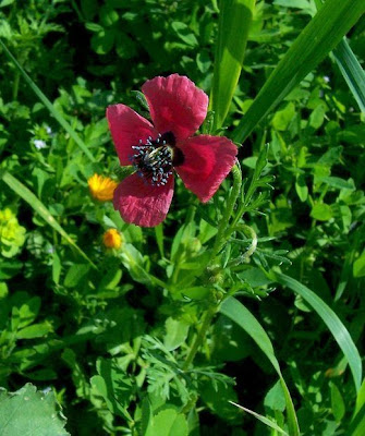 Papaver hybridum L.