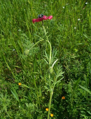 Amapola mestiza Amapola mestiza
