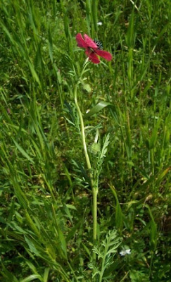 Amapola mestiza Amapola mestiza