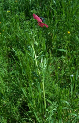 Amapola mestiza Amapola mestiza