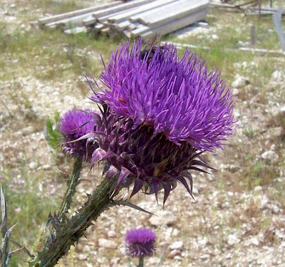 Cardo-ilírico Cardo-ilírico