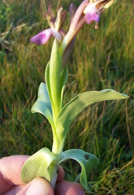 Sac orchid