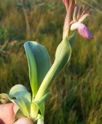 Sac orchid