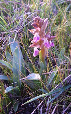 Sac orchid