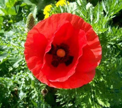 Flanders poppy
