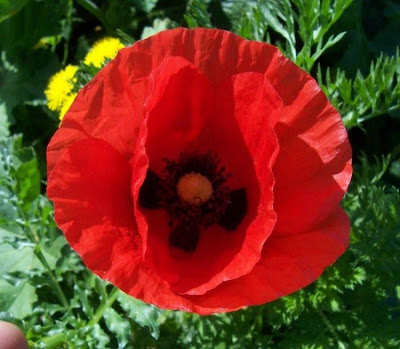 Flanders poppy