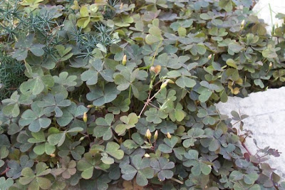 Oxalis cornicul�e