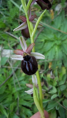 Siponto Ophrys Siponto Ophrys