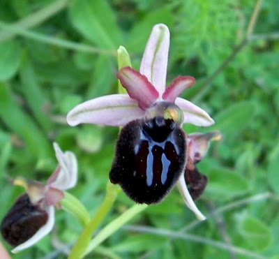 Siponto Ophrys Siponto Ophrys