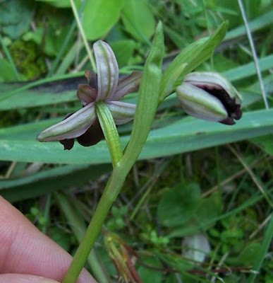 Siponto Ophrys Siponto Ophrys
