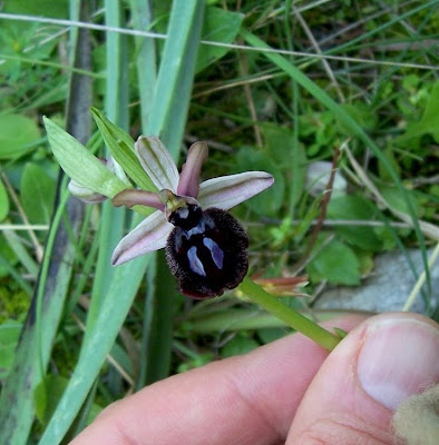 Siponto Ophrys Siponto Ophrys