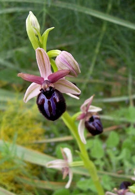 Siponto Ophrys Siponto Ophrys