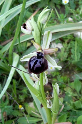 Siponto Ophrys Siponto Ophrys