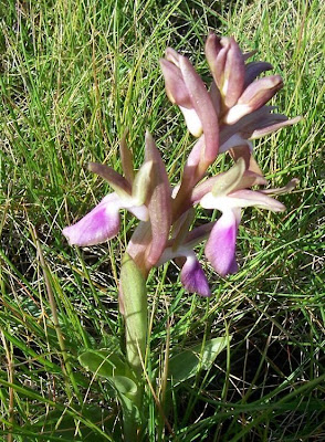 Sac orchid
