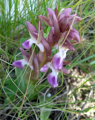 Sac orchid