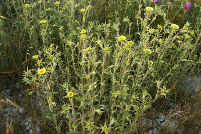 Pallenis spinosa,
Asterisco spinoso,
spiny pallenis