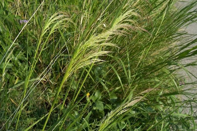 Faux riz-millet