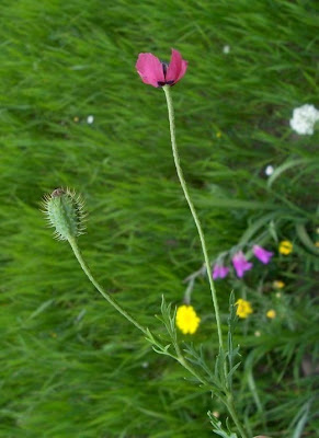 Papaver hybridum L.