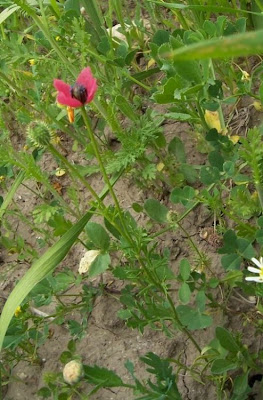 Papaver hybridum L.